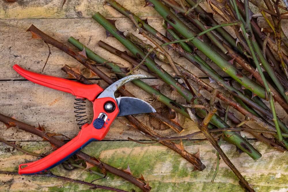 outils pour tailler des rosiers